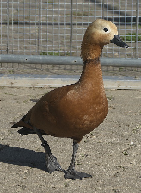低调